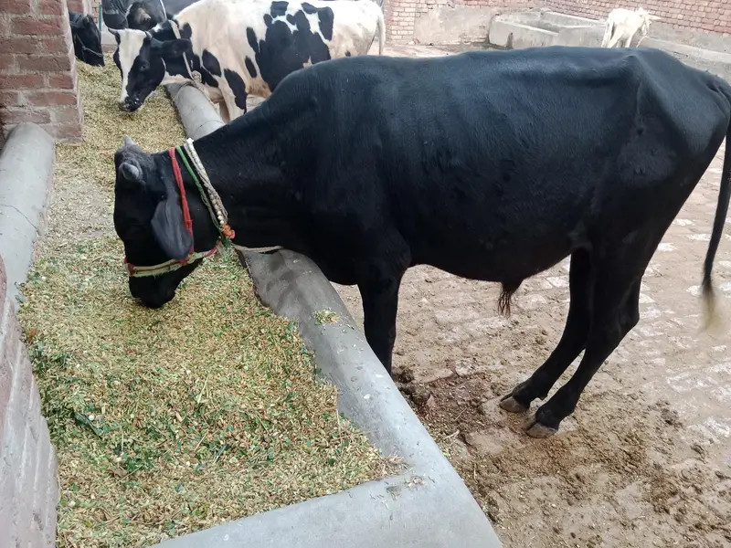 pure sahiwal bachada urgent sale — photo 3
