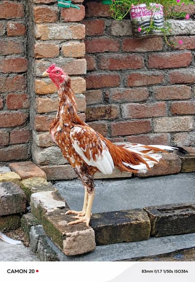 cheena patha granted kil mar