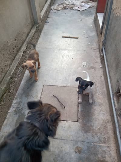 German Shepherd Puppies Pair (Male & Female)