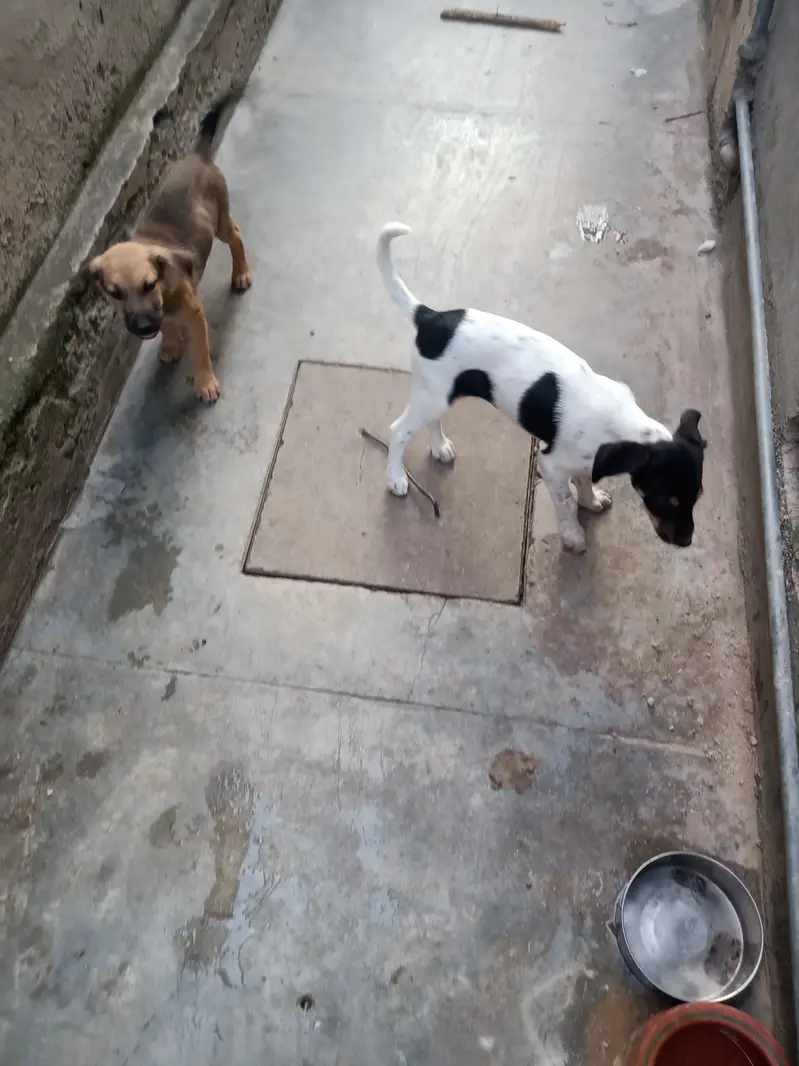 German Shepherd Puppies Pair (Male & Female) — photo 2