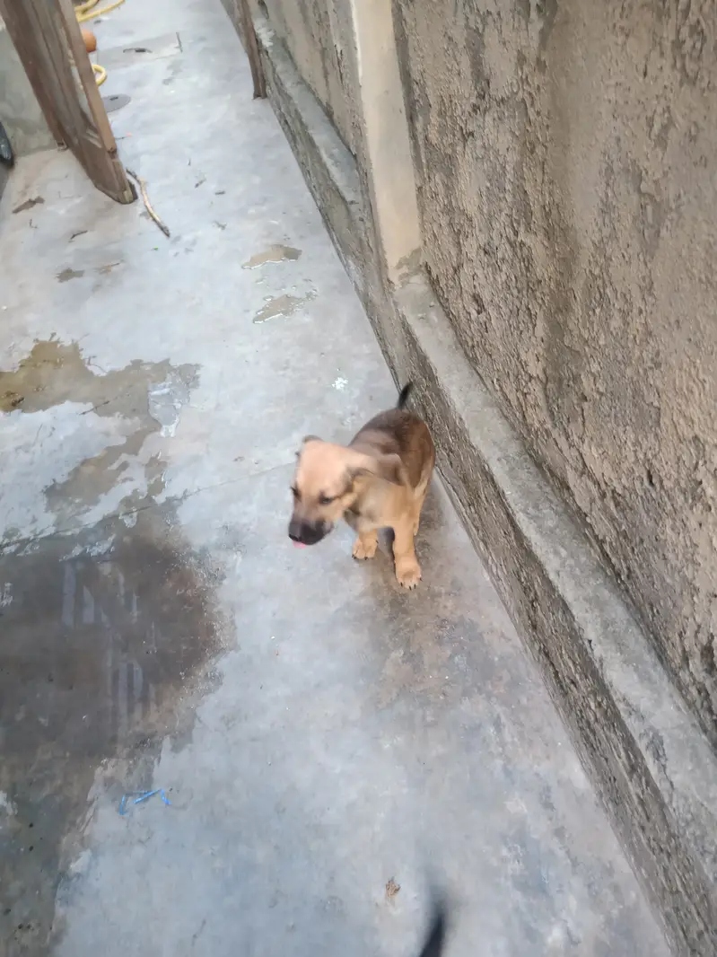 German Shepherd Puppies Pair (Male & Female) — photo 5