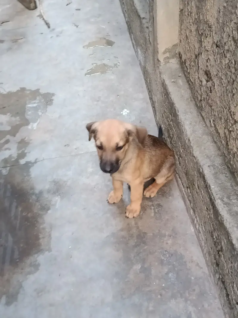 German Shepherd Puppies Pair (Male & Female) — photo 6