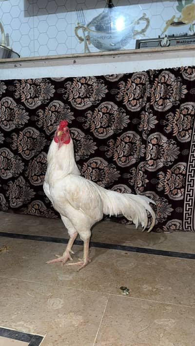 Pure aseel heera breeder
