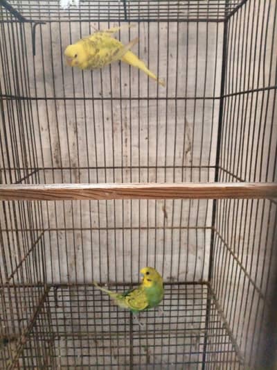 Ready to first breed pair