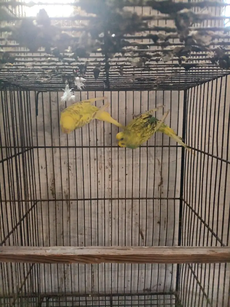 Ready to first breed pair — photo 2