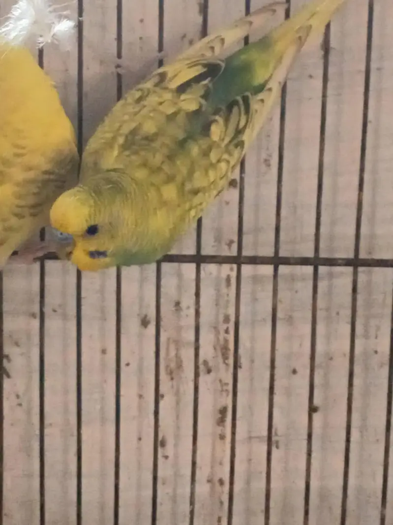 Ready to first breed pair — photo 3