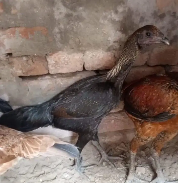 dragon aseel bi ha or burmi bi — photo 9