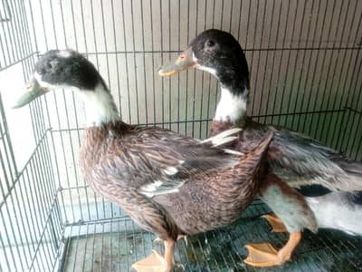Duck pair for sale