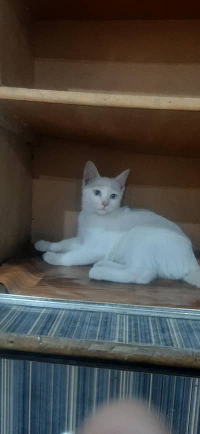 white Persian cat