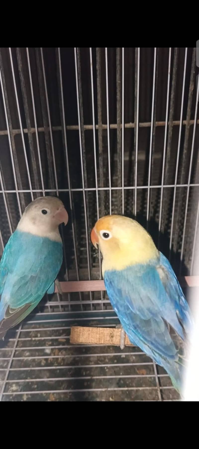 Lovebird 0