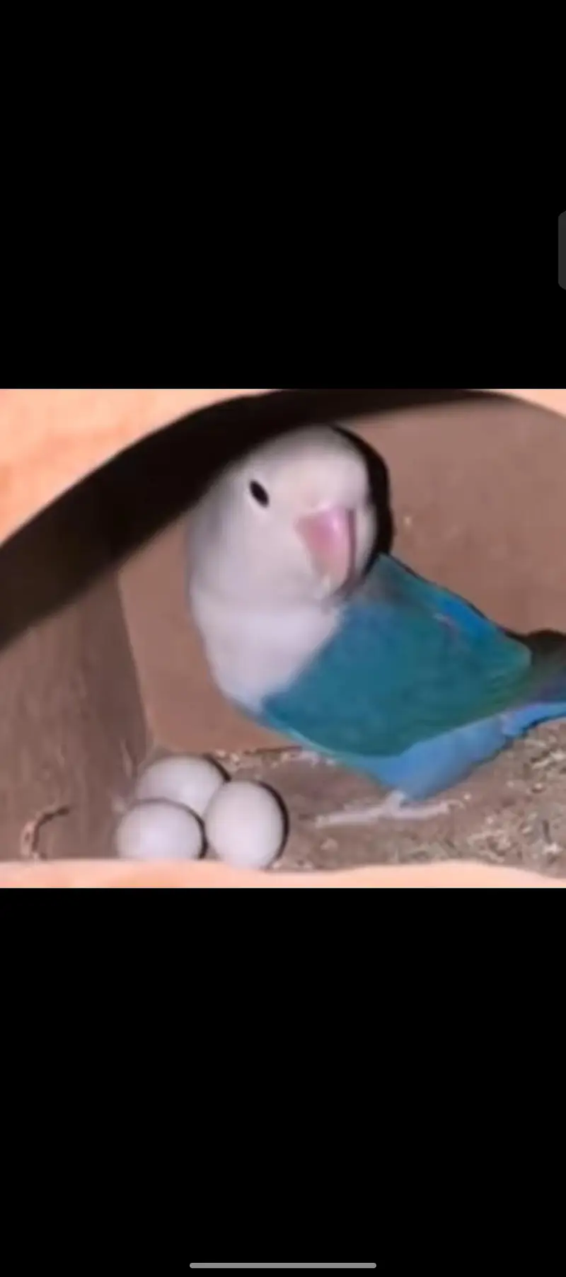 Lovebird — photo 2