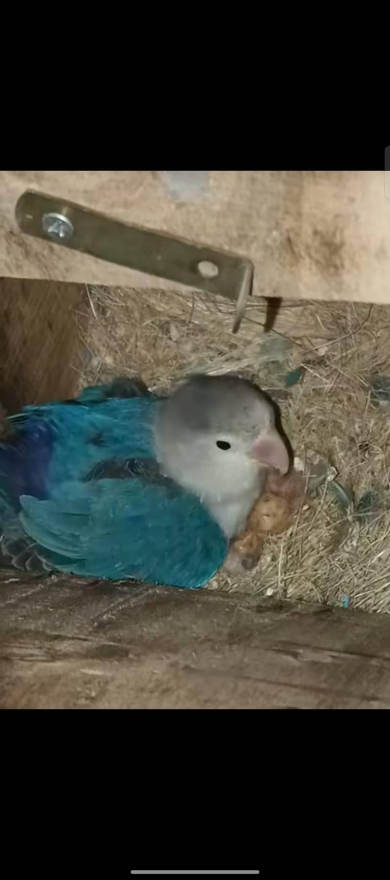 Lovebird 2