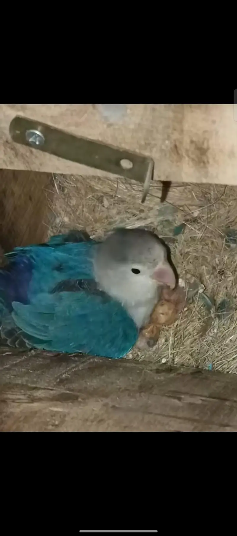 Lovebird — photo 3