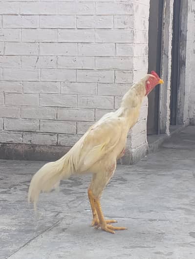 Aseel Sindhi, White Patha
