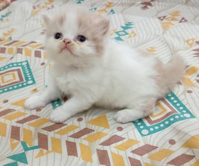 persion punch face kittens for sale