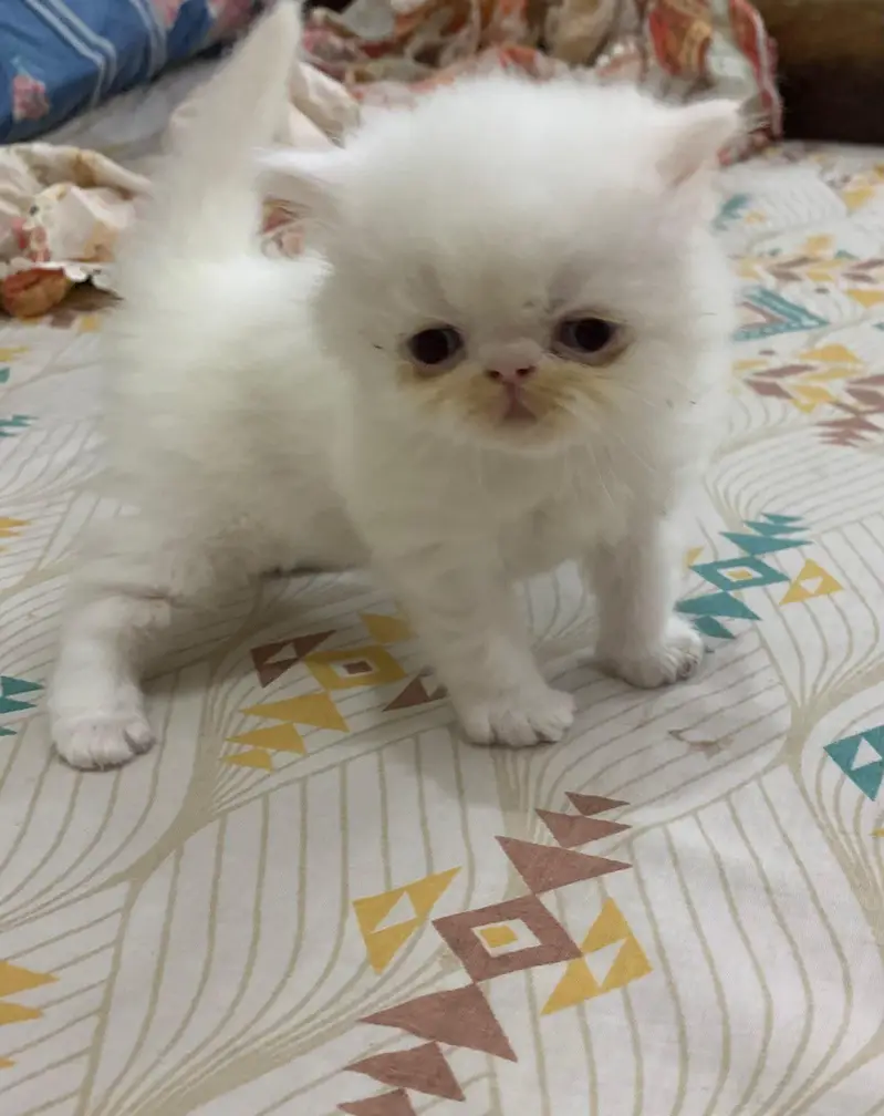 persion punch face kittens for sale — photo 3