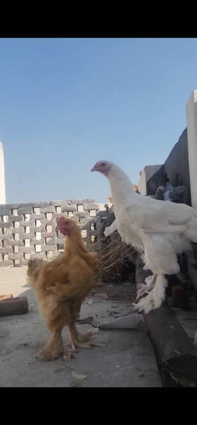 White heavy buff female for sale