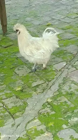 White heavy buff female for sale — photo 2