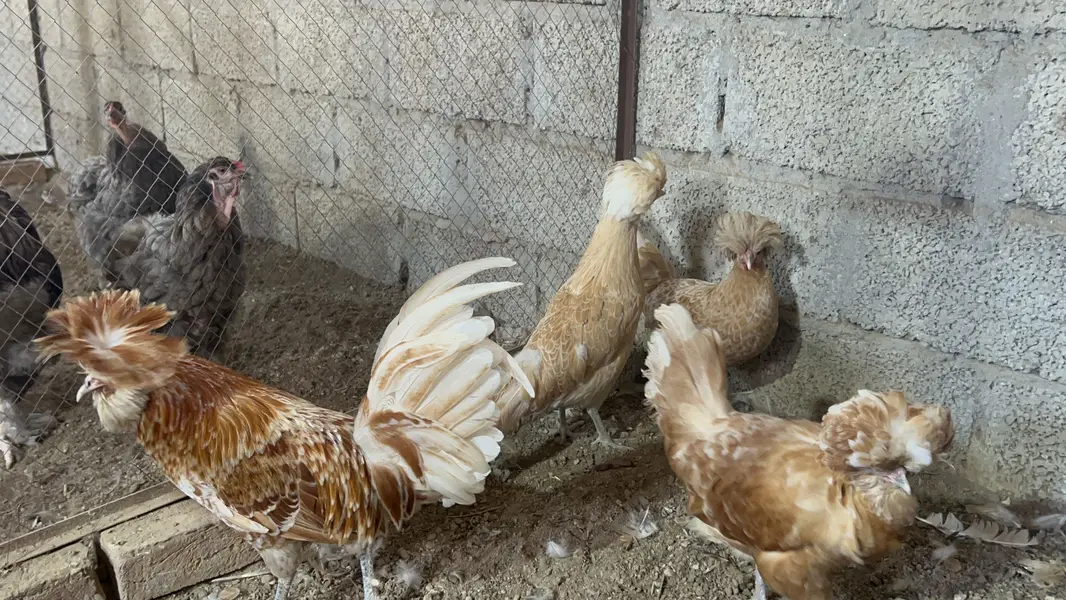 White heavy buff female for sale — photo 4