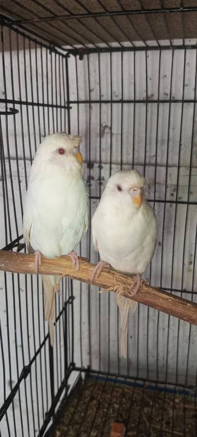King size albino red eyes crested lovebirds loteno for sale