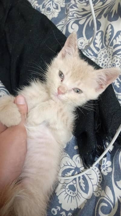 kitten's for sale