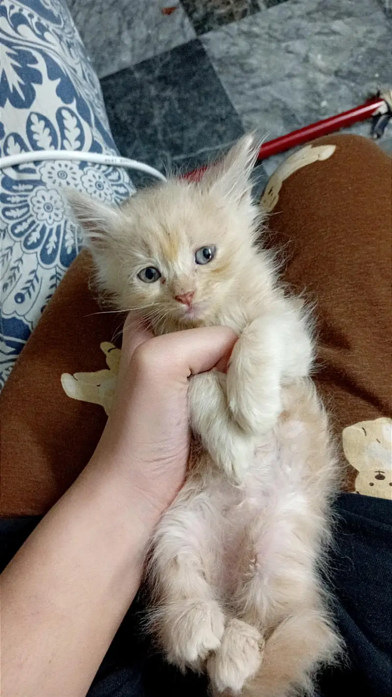 kitten's for sale — photo 2