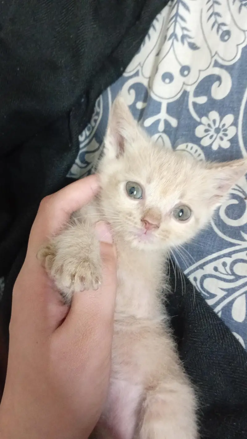 kitten's for sale — photo 3