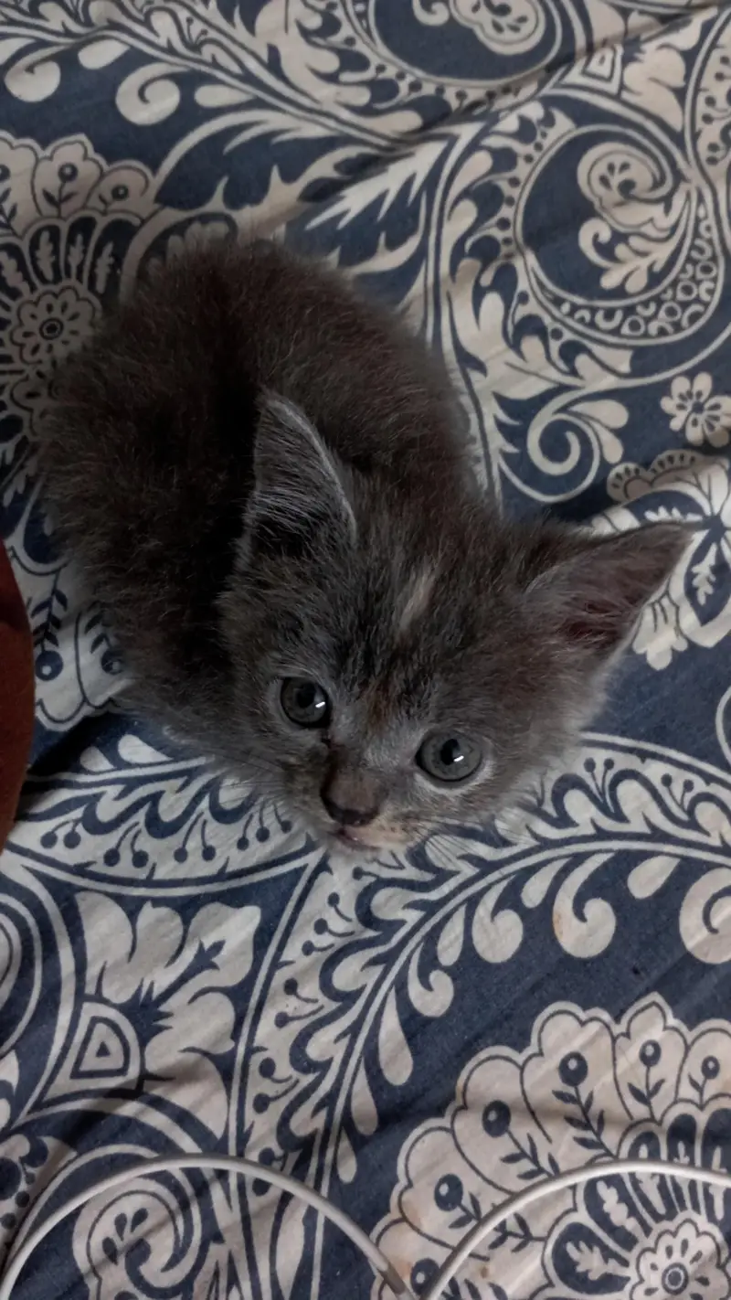 kitten's for sale — photo 4