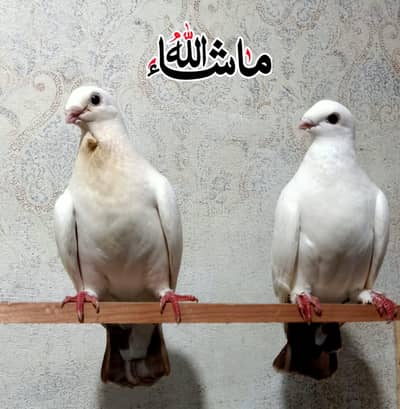 white Sentinet Breeder pair For sale