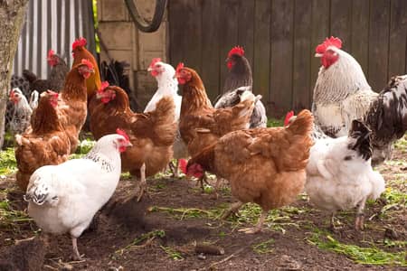 Golden misri hens Eggs laying for sale