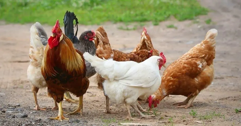 Golden misri hens Eggs laying for sale — photo 2