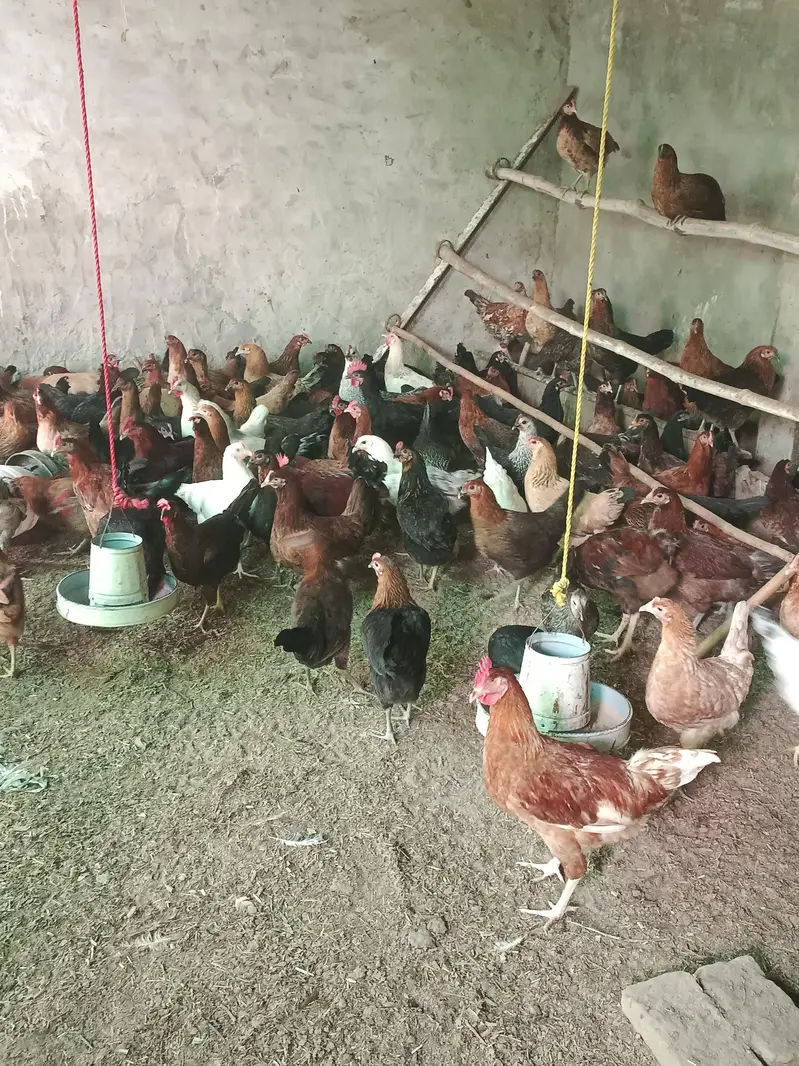 Golden misri hens Eggs laying for sale — photo 3