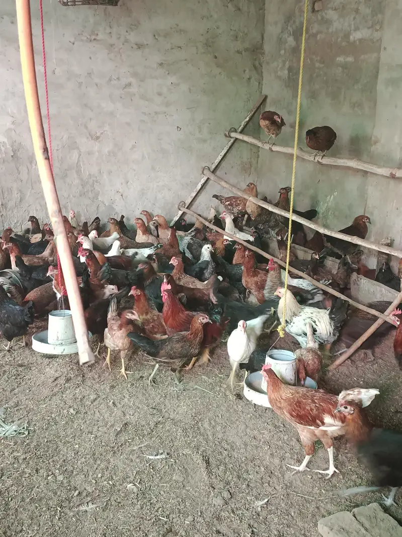 Golden misri hens Eggs laying for sale — photo 4