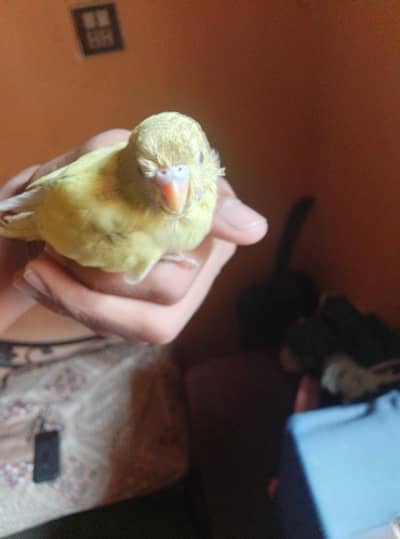 Bajri pair with one chick