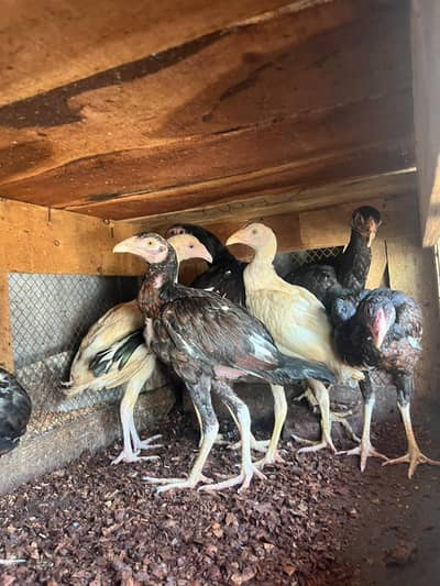 Home breed top quality aseel