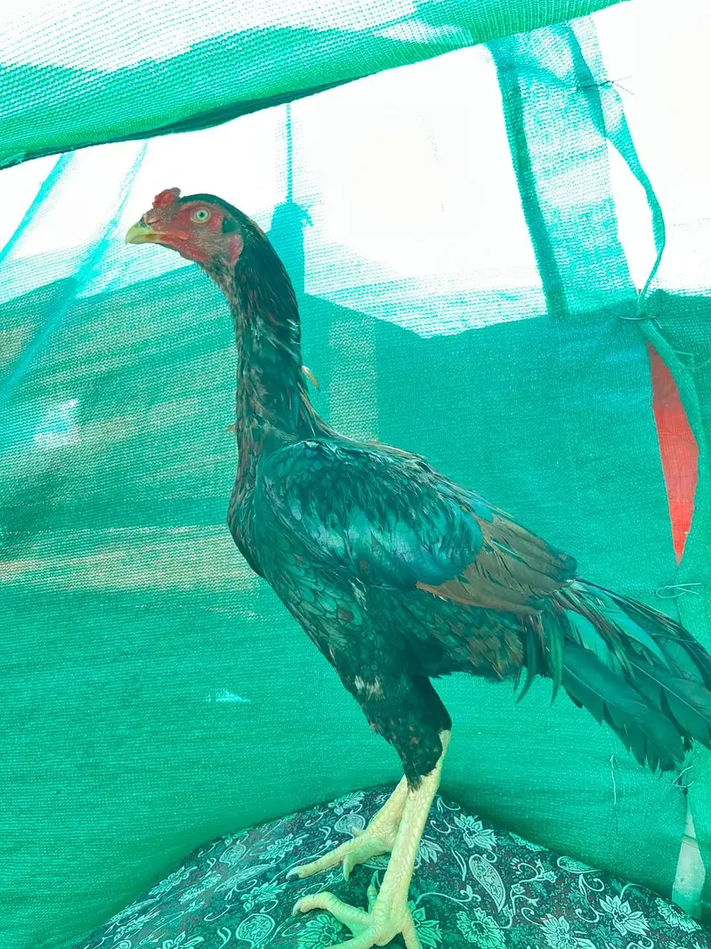 Home breed top quality aseel — photo 4
