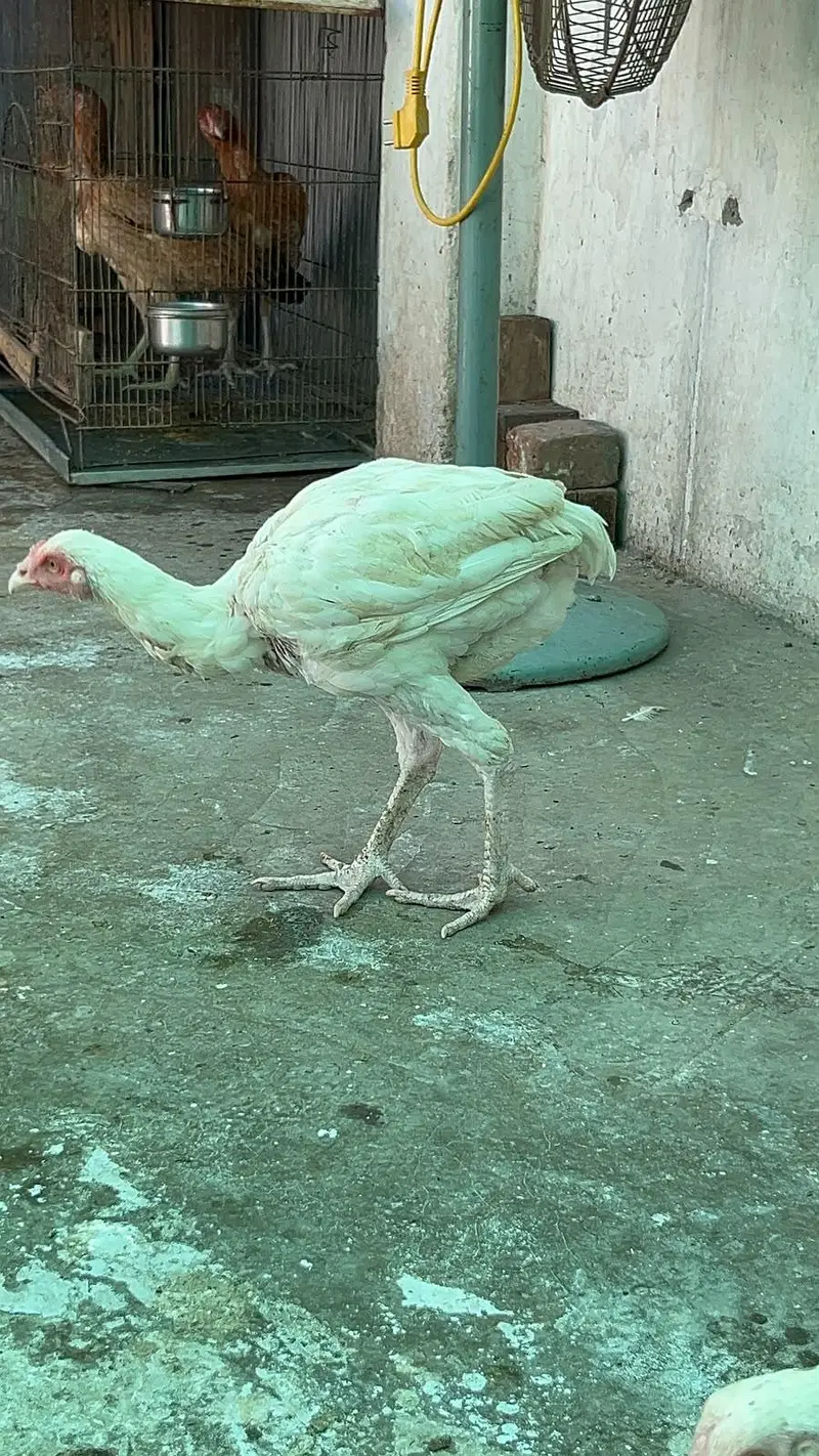 Home breed top quality aseel — photo 5