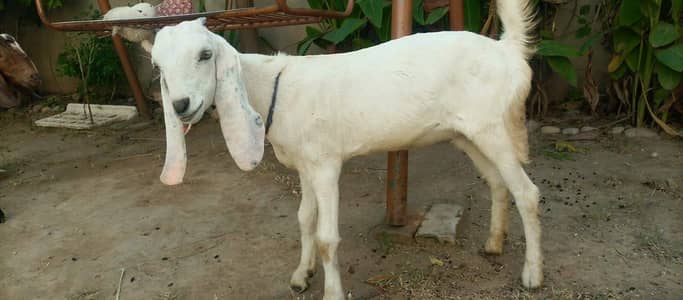 3 female nagra desi and madrisa makhi cheeni urgent sale