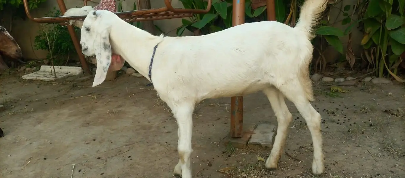 3 female nagra desi and madrisa makhi cheeni urgent sale — photo 2