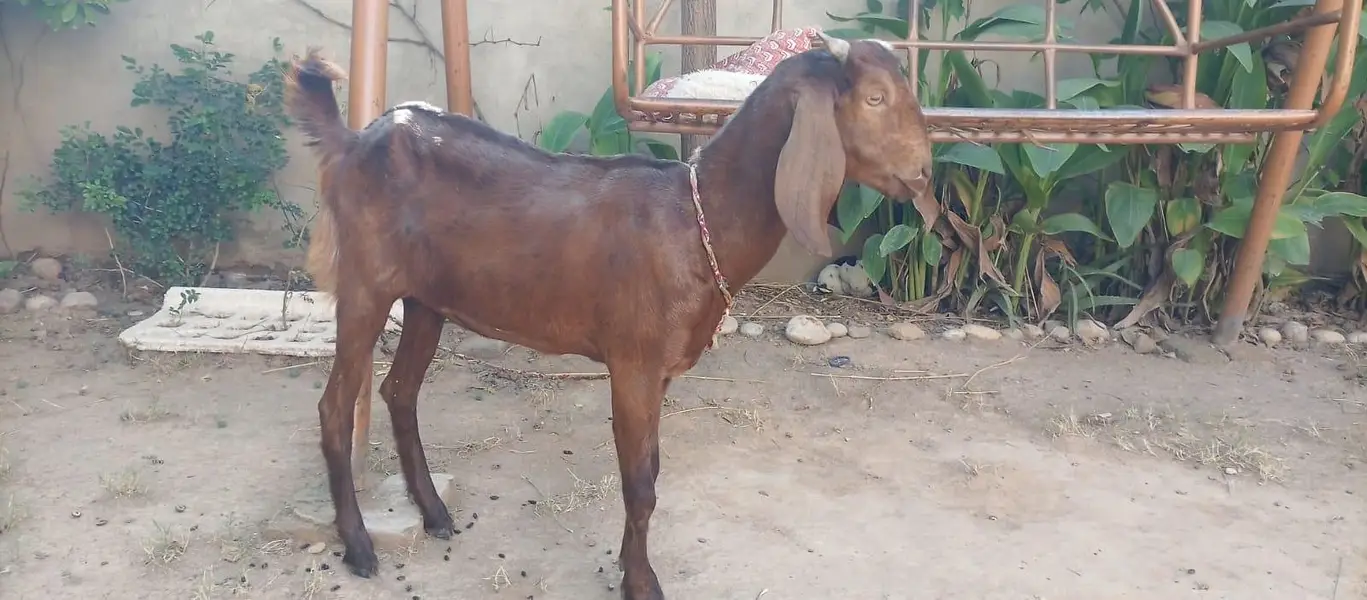 3 female nagra desi and madrisa makhi cheeni urgent sale — photo 3
