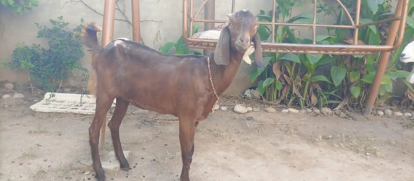 3 female nagra desi and madrisa makhi cheeni urgent sale — photo 4
