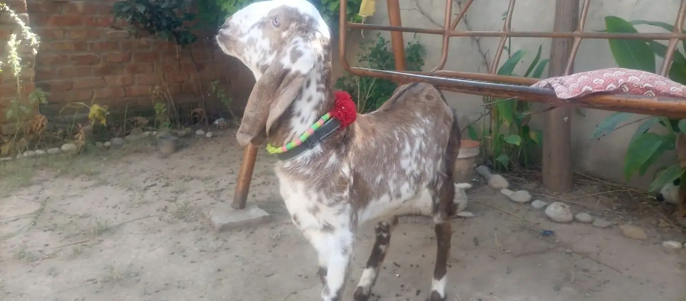 3 female nagra desi and madrisa makhi cheeni urgent sale — photo 5