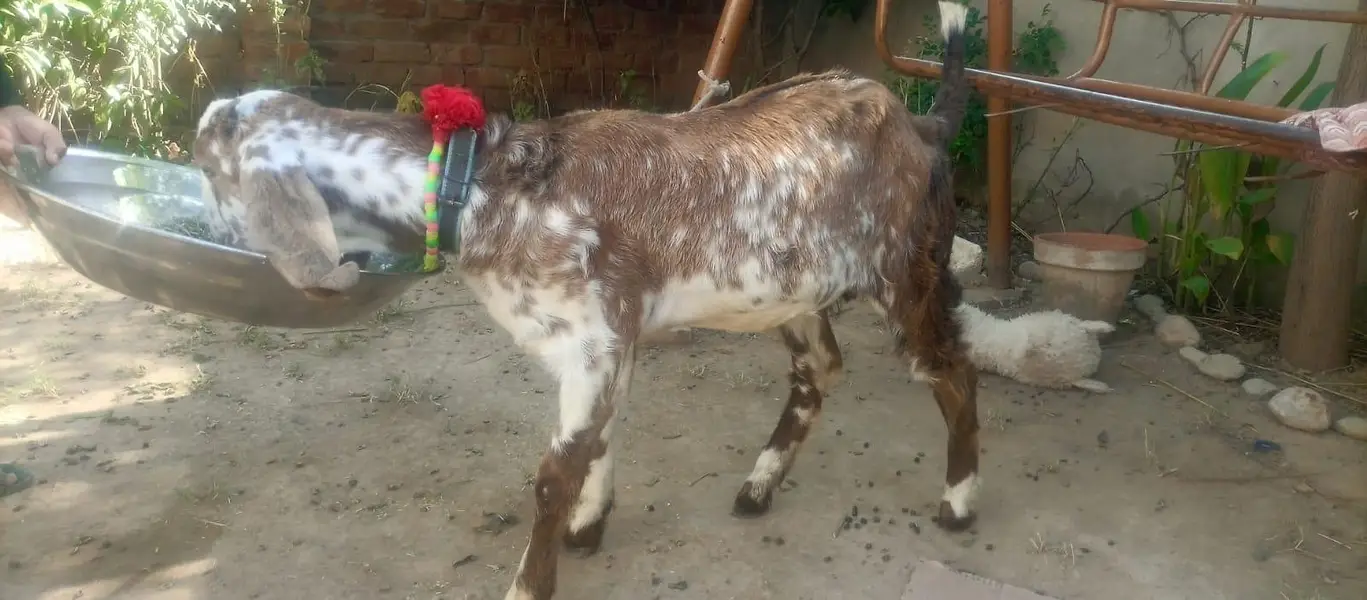 3 female nagra desi and madrisa makhi cheeni urgent sale — photo 6