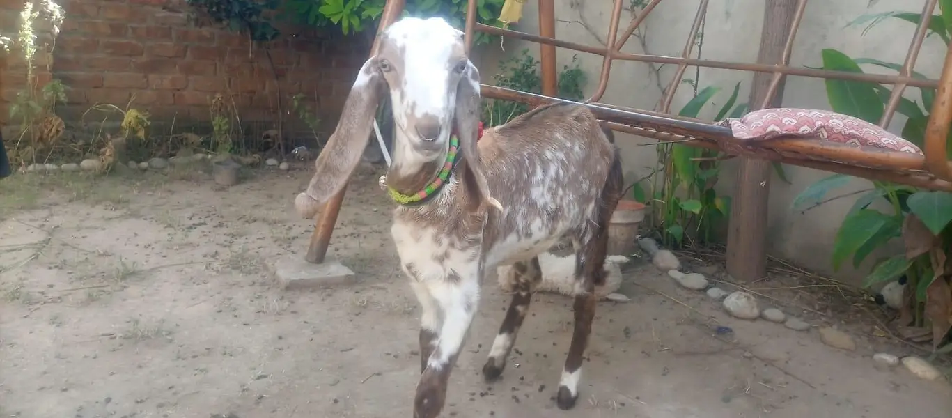 3 female nagra desi and madrisa makhi cheeni urgent sale — photo 7