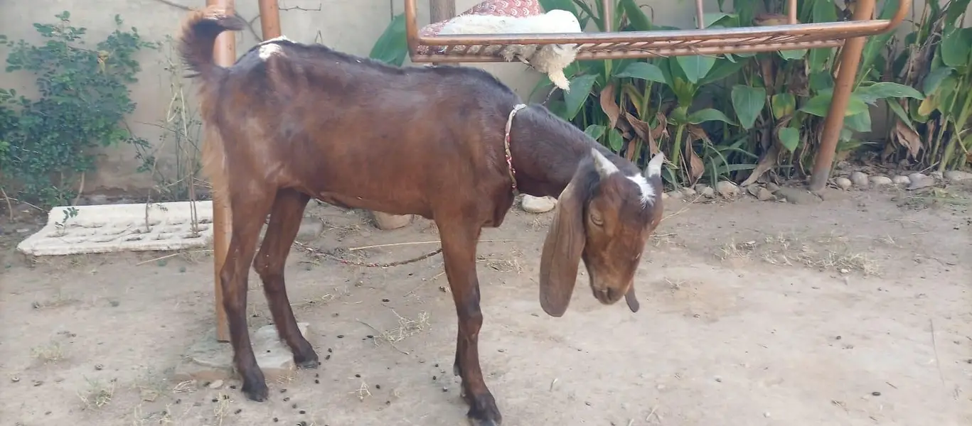 3 female nagra desi and madrisa makhi cheeni urgent sale — photo 8