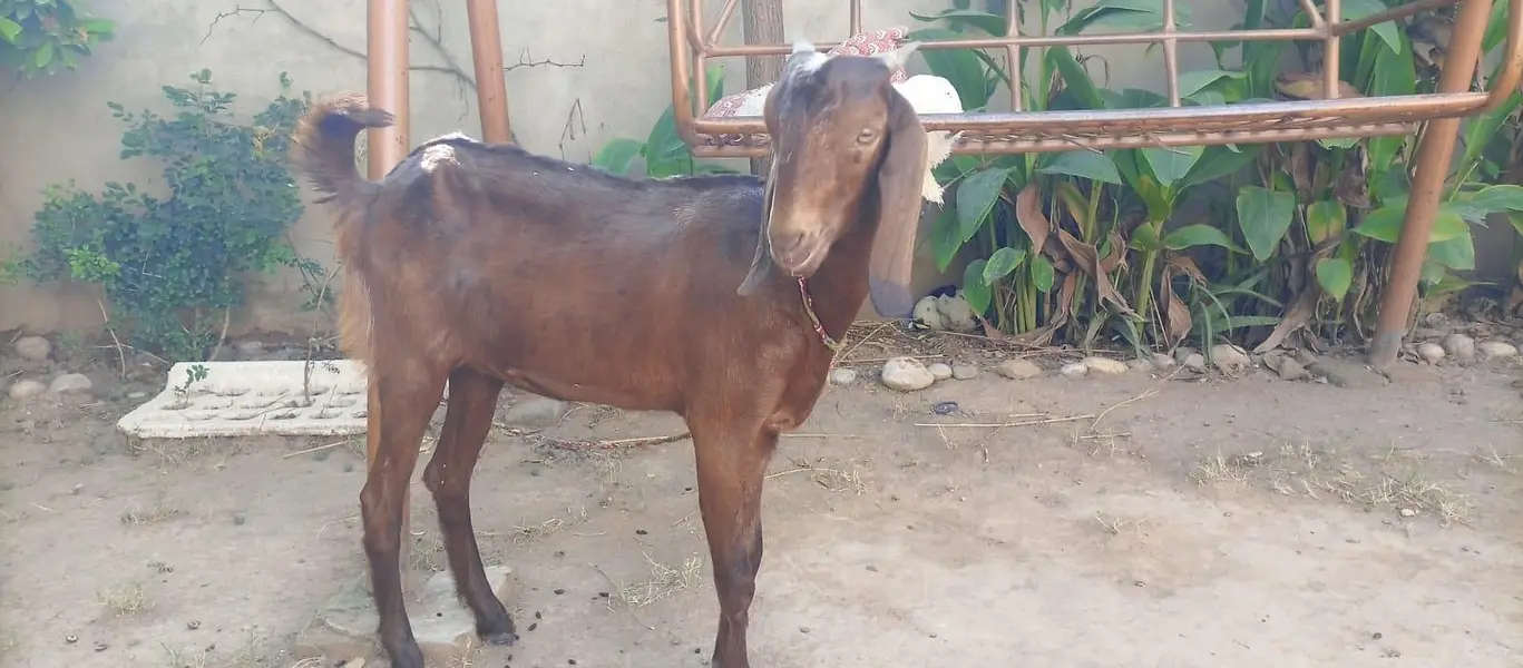 3 female nagra desi and madrisa makhi cheeni urgent sale — photo 9