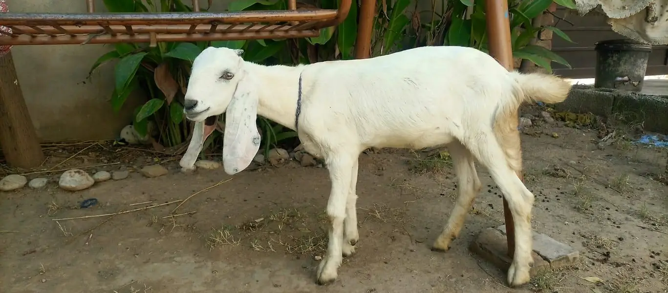 3 female nagra desi and madrisa makhi cheeni urgent sale — photo 10