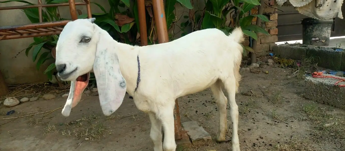 3 female nagra desi and madrisa makhi cheeni urgent sale — photo 11