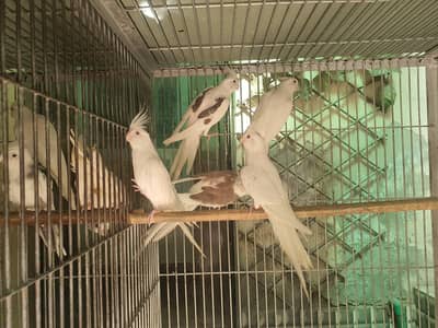 cockatiel and budgie under exhibition