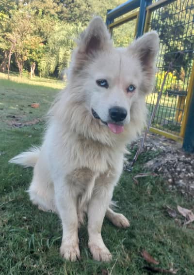 Siberian Husky Male